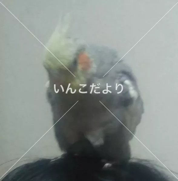 迷い鳥の写真