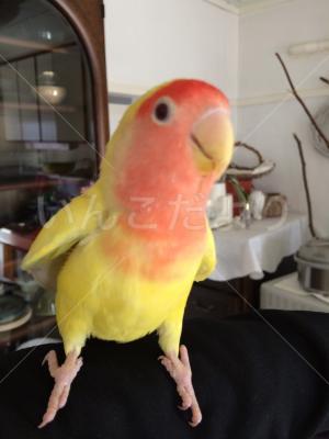 迷い鳥の写真