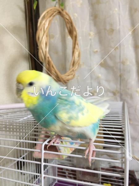 迷い鳥の写真
