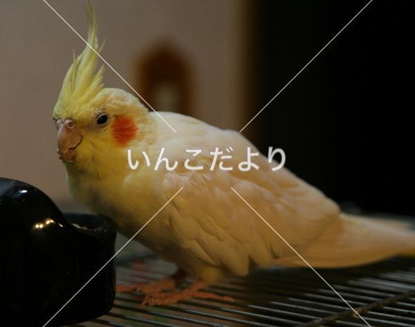 迷い鳥の写真