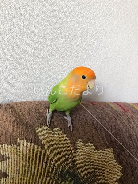 迷い鳥の写真