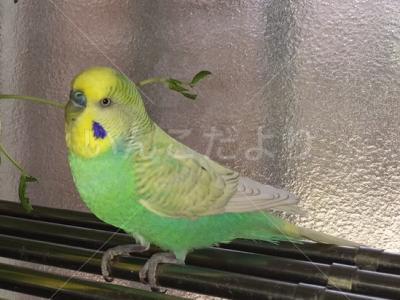 保護鳥の写真