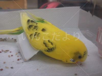 保護鳥の写真