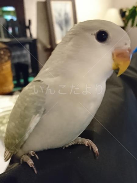 迷い鳥の写真
