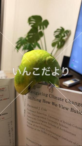 迷い鳥の写真