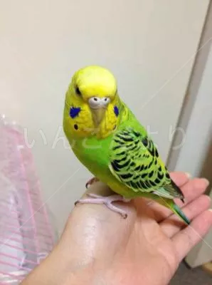 保護鳥の写真