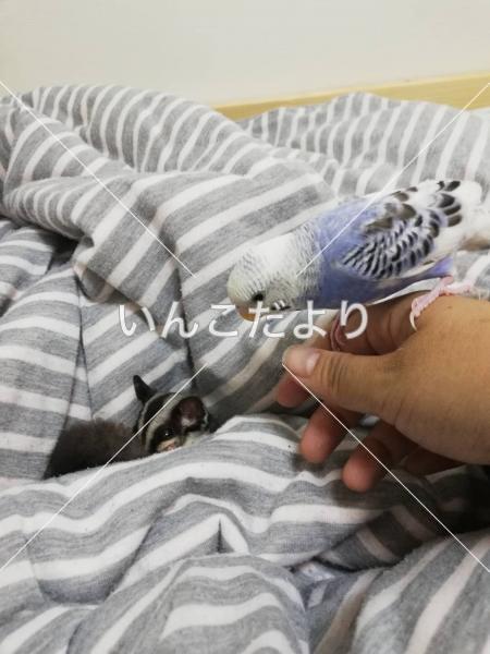 迷い鳥の写真