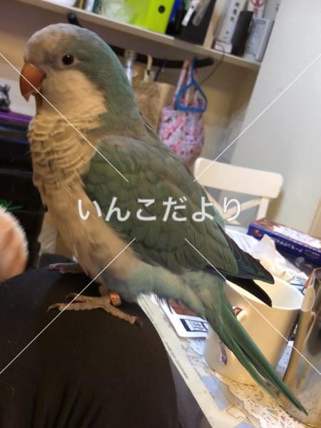 迷い鳥の写真