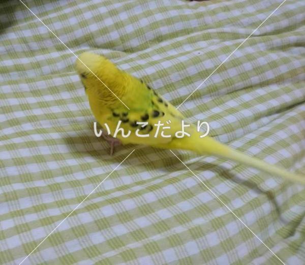 迷い鳥の写真