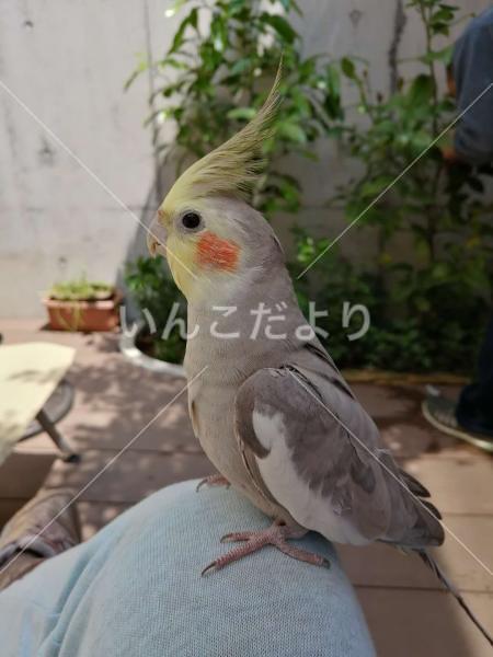 迷い鳥の写真