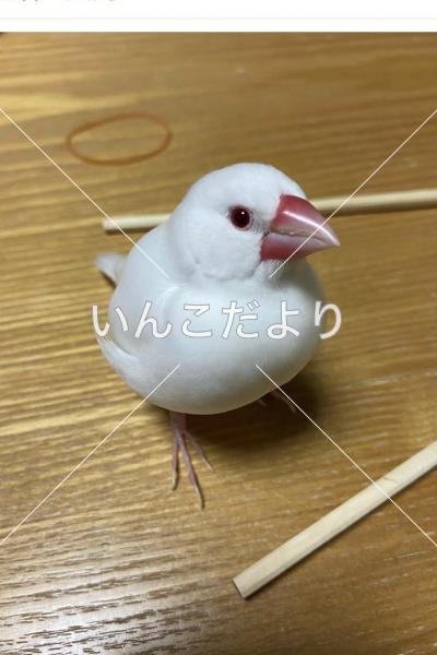 迷い鳥の写真