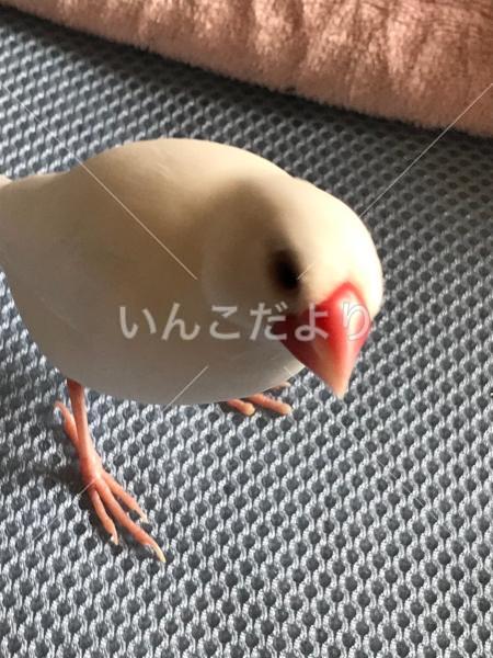 迷い鳥の写真