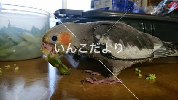 迷い鳥の写真