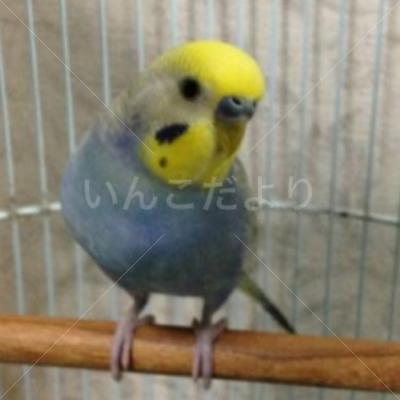 保護鳥の写真