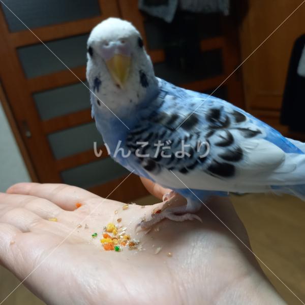 迷い鳥の写真