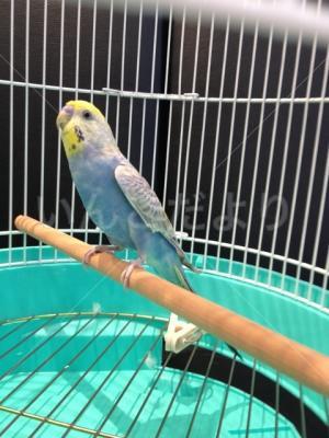 保護鳥の写真