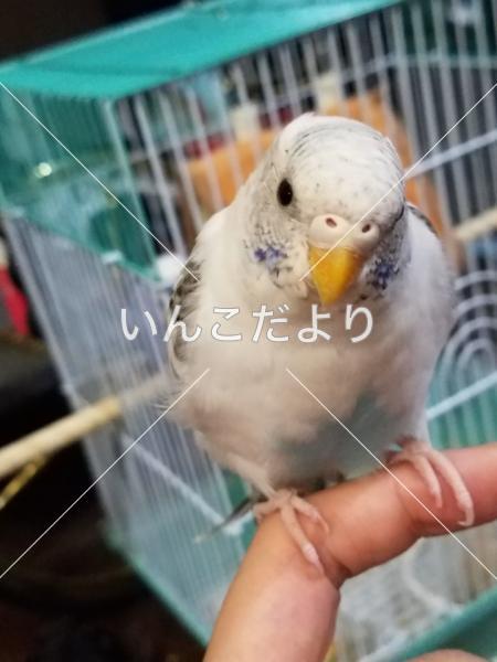 迷い鳥の写真