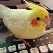 迷い鳥の写真