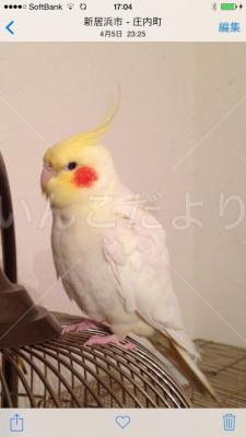 迷い鳥の写真