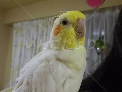 保護鳥の写真