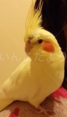保護鳥の写真