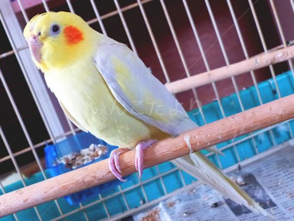 保護鳥の写真