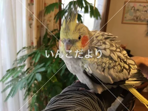 保護鳥の写真