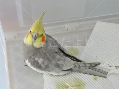 保護鳥の写真
