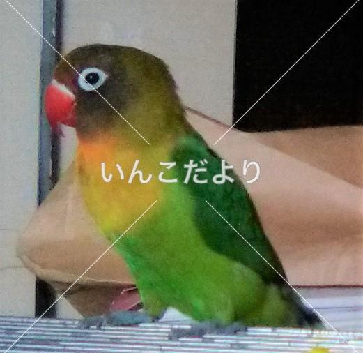 迷い鳥の写真