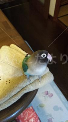 迷い鳥の写真