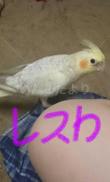 迷い鳥の写真