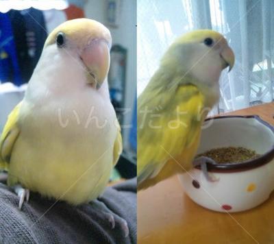 迷い鳥の写真