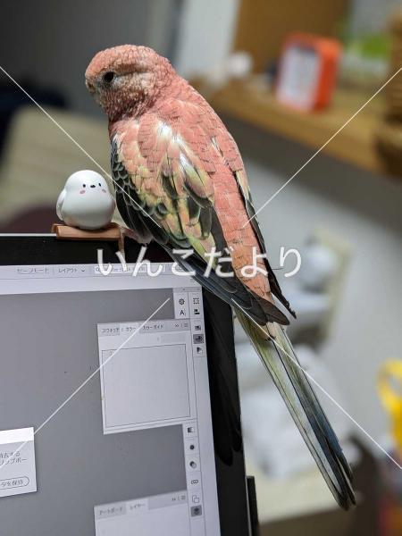 迷い鳥の写真