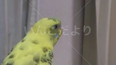 保護鳥の写真
