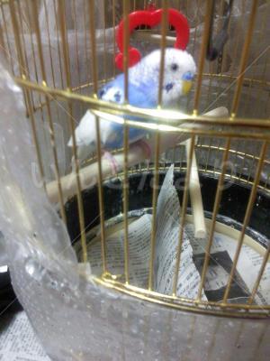 迷い鳥の写真