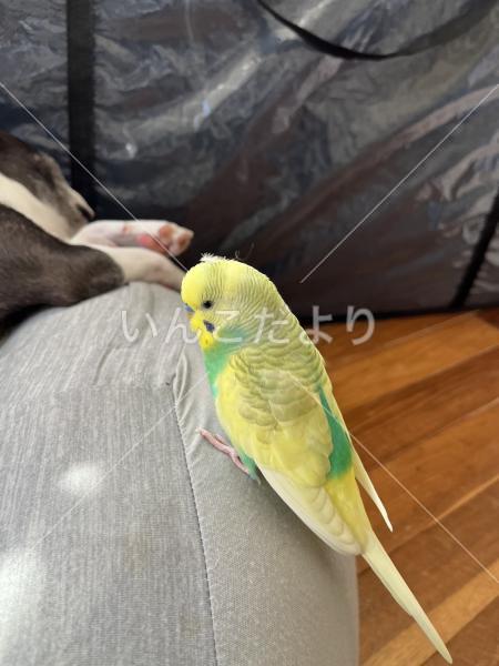 迷い鳥の写真