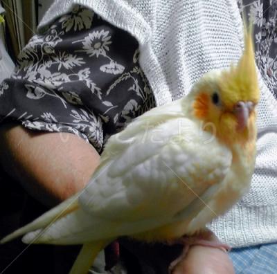 迷い鳥の写真