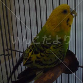 保護鳥の写真