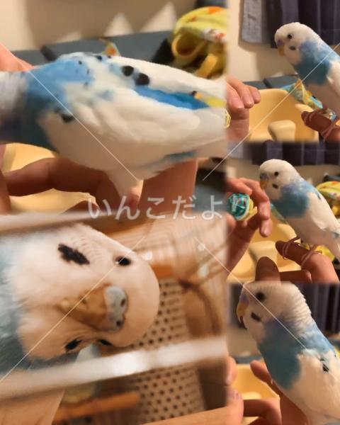 迷い鳥の写真