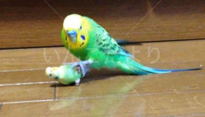 迷い鳥の写真