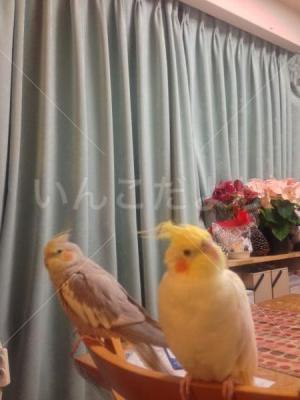 迷い鳥の写真