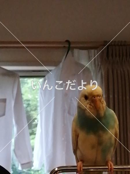 迷い鳥の写真