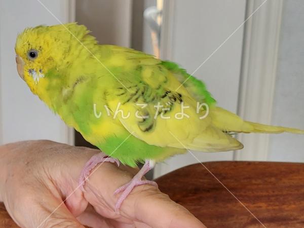 保護鳥の写真