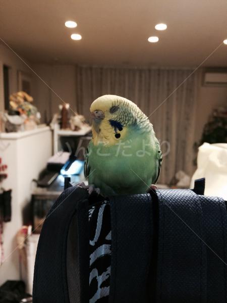 迷い鳥の写真