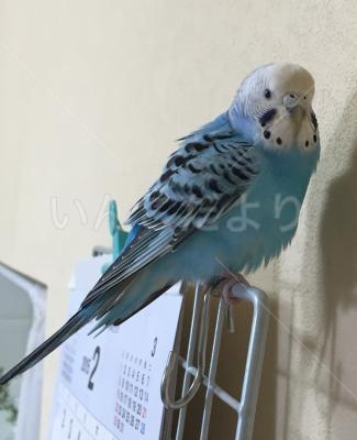 保護鳥の写真
