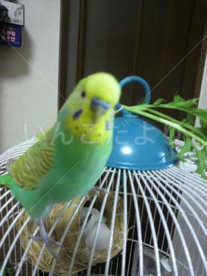 迷い鳥の写真