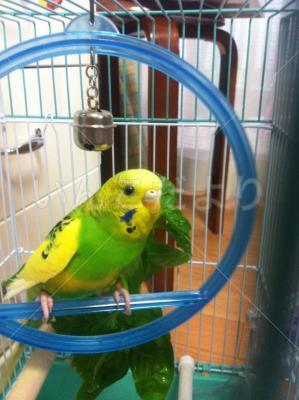 保護鳥の写真