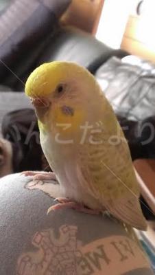 迷い鳥の写真