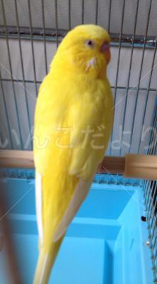 保護鳥の写真