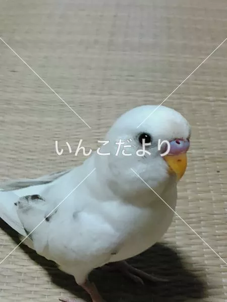 迷い鳥の写真